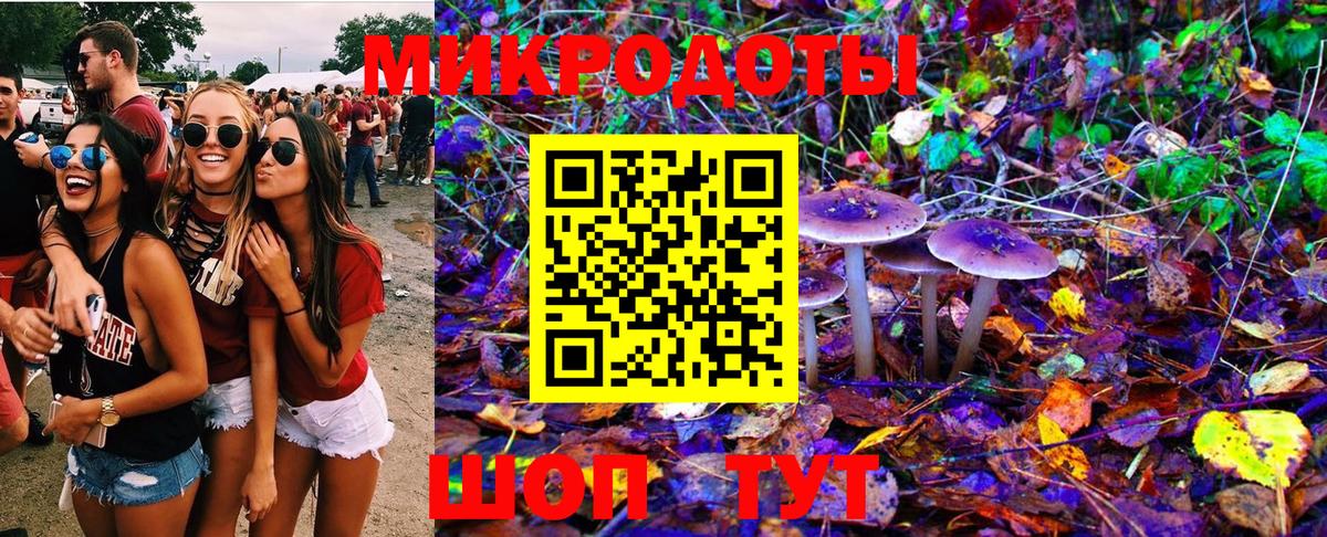 Псилоцибиновые грибы Psilocybe Зеленогорск